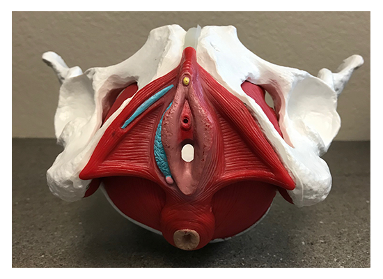 pelvic floor