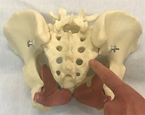 sacrum